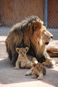 Lion Habitat 1