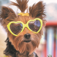 Can Canines Go Keto?
